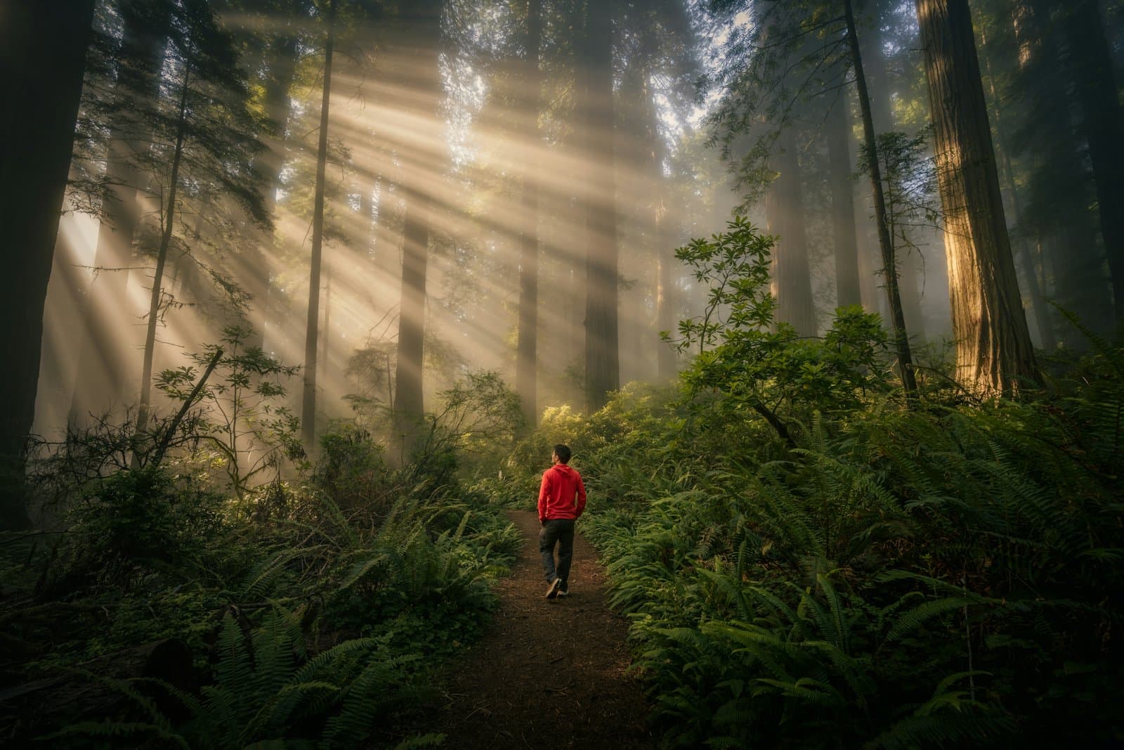 A person walking a path through a misty forest
